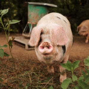 Mayfield Pastures pig closeup